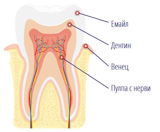 MIG400_Toothache_Tooth_Anatomy_dentin_enamel_pulp_gingiva 